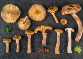 Рецепт как чистить и варить осенние опята